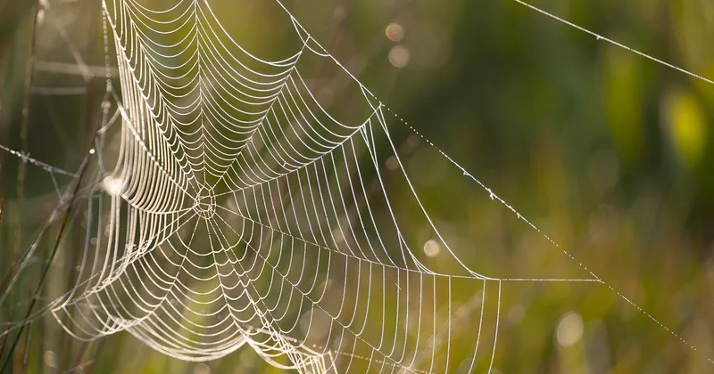 Crawl, indexation : comment le maillage accélère la machine